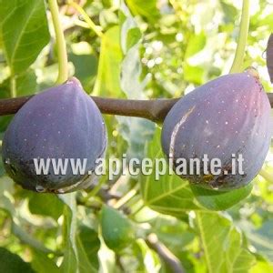 fico verdone|Fig Database®: Verdone